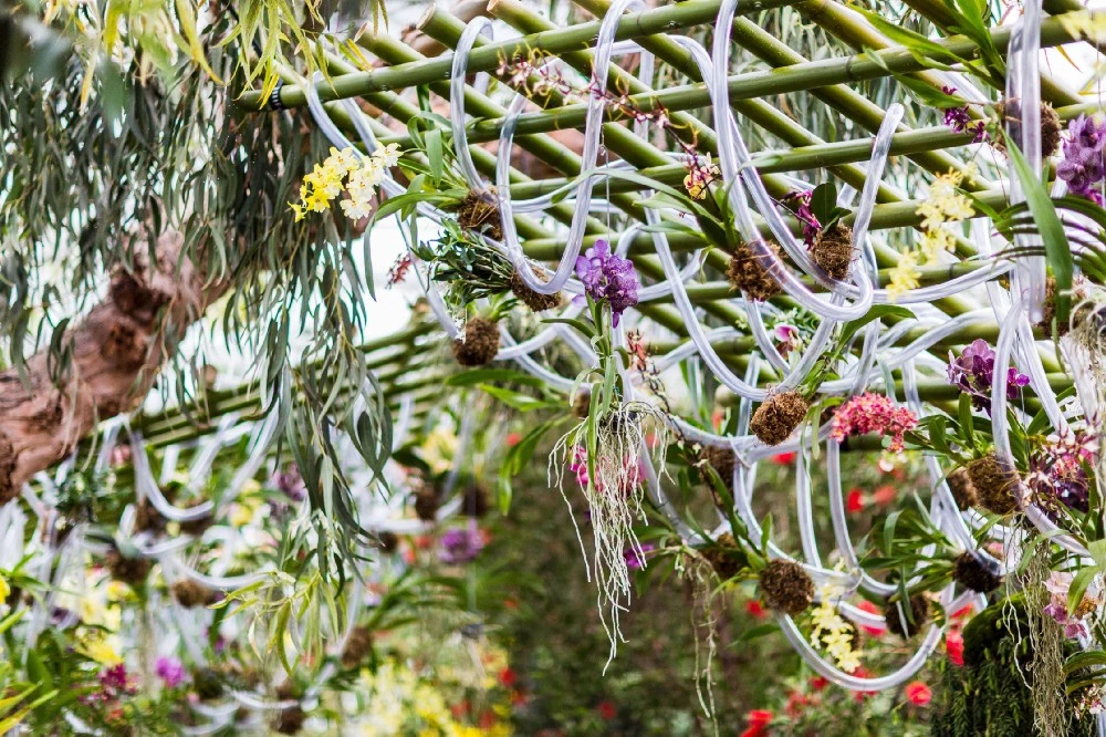 Flowers on a trellis